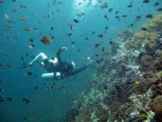 Diving @ Anemone Reef with Dive & Relax