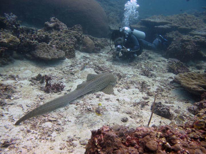 Hin Bida Diving | Small Groups | Fast Boats