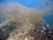 Diving Hin Daeng from Koh Lanta with Dive & Relax