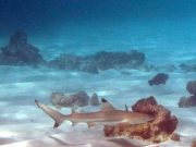 Blacktip Reef Shark in the Lagoon @ Koh Haa with Dive & Relax