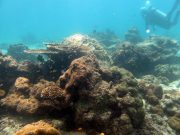 Diving @ Phi Phi Viking with Dive & Relax