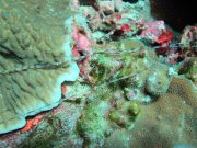 Banded Spaghetti Worm (Lanice conchilega)