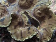 Fluted Giant Clam (Tridacna squamosa)