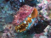 Variable Thorny Oyster (Spondylus varians) at Koh Haa