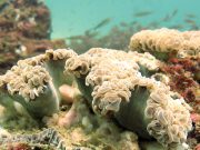 Hammer Coral (Euphyllia ancora)
