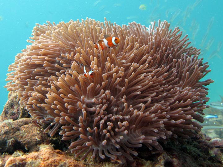 Koh Lanta Diving with Carpet Anemones - Dive And Relax Koh Lanta