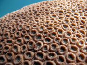 Moon Coral (Dipsastraea lizardensis)