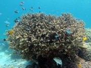 Acropora Branching Coral (Acropora austera)