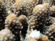 Acropora Branching Coral (Acropora humilis)