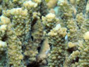 Acropora Table Coral (Acropora korusini)
