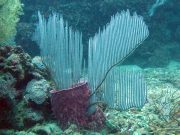 Lyre Sea Fan (Ctenocella pectinata)