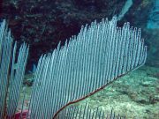 Lyre Sea Fan (Ctenocella pectinata)