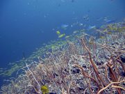 Sea Whip Coral (Junceella fragilis)