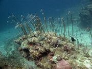 Sea Whip Coral (Junceella fragilis)