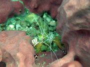 White-Banded Cleaner Shrimp (Lysmata amboinensis)