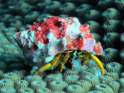 Gaimard's Hermit Crab (Calcinus gaimardii)