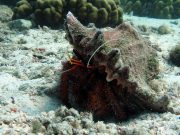 White-spotted Hermit Crab (Dardanus megistos)