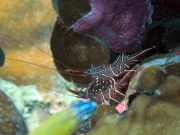 Durban Dancing Shrimp (Rhynchocinetes durbanensis)