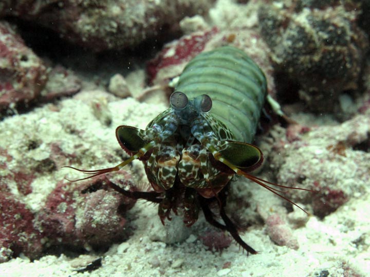 Koh Lanta Diving with Smashing Mantis Shrimp - Dive And Relax Koh