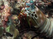 Peacock Mantis Shrimp (Odontodactylus scyllarus)