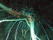 Painted Spiny Lobster (Panulirus versicolor)