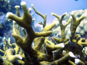 Branching Fire Coral (Millepora tenella)