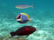 Koh Lanta Marine Life