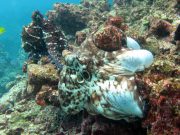 Day Octopus (Octopus cyanea)