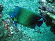 Semicircle Angelfish @ Koh Haa