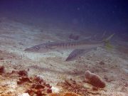 Pickhandle Barracuda (Sphyraena jello)