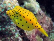 Yellow Boxfish (Ostracion cubicus)