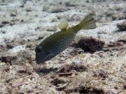 Yellow Boxfish (Ostracion cubicus)