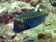 Whitespotted Boxfish (Ostracion meleagris)