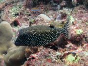Whitespotted Boxfish (Ostracion meleagris)