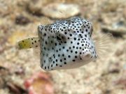 Horn-nosed Boxfish (Ostracion rhinorhynchos)