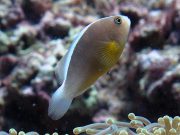 Skunk Anemonefish (Amphiprion akallopisos)