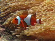 False Clown Anemonefish (Amphiprion ocellaris)