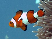 False Clown Anemonefish (Amphiprion ocellaris)