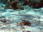 Bluespotted Cornetfish (Fistularia commersonii)