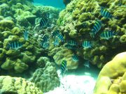 Indo-Pacific Sergeant (Abudefduf vaigiensis)