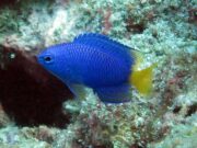 Goldtail Demoiselle @ Koh Haa
