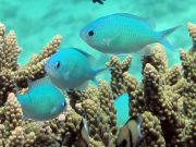 Blue Damsel (Pomacentrus pavo)