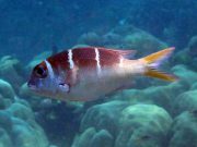Redfin Emperor Bream (Monotaxis heterodon)