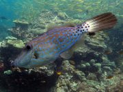 Scribbled Filefish (Aluterus scriptus)