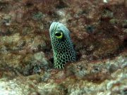 Spotted Garden Eel (Heteroconger hassi)