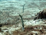 Spotted Garden Eel (Heteroconger hassi)