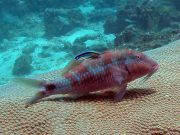 Dash-Dot Goatfish (Parupeneus barberinus)