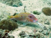 Cinnabar Goatfish (Parupeneus heptacanthus)