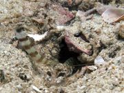 Steinitz' Shrimpgoby (Amblyeleotris steinitzi)