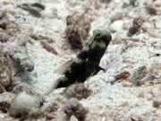 Barred Shrimpgoby (Cryptocentrus fasciatus)